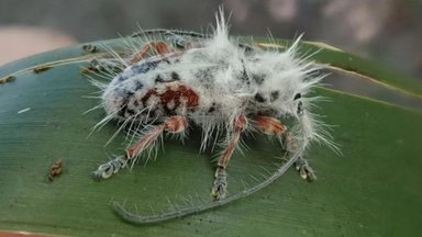 FOTOD | Punkar-mardikat peeti ekslikult väljaheiteks - Austraalias avastati uus ja haruldane putukas