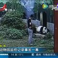 VIDEO: Mine veel magava pandaga loomaaias maadlema...