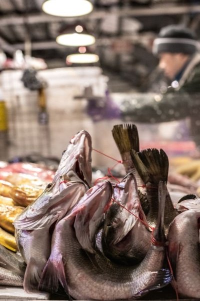 Kalade painutamine loomaturul