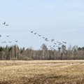 Kohus peatas Eesti Ornitoloogiaühingu kaebuse peale hanede heidutusjahi