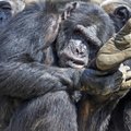 Võim, kadedus ja ambitsioonid põhjustasid šimpanside seas nelja-aastase verise kodusõja