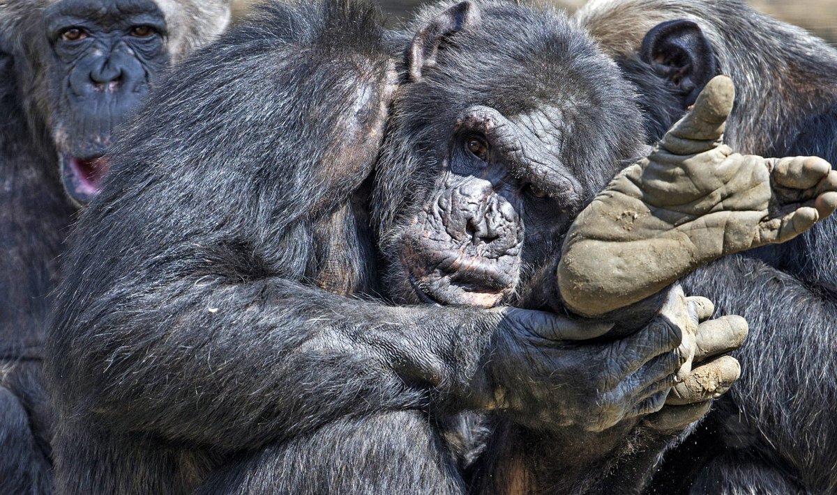 Šimpansid Belgias Olmeni loomaaias.