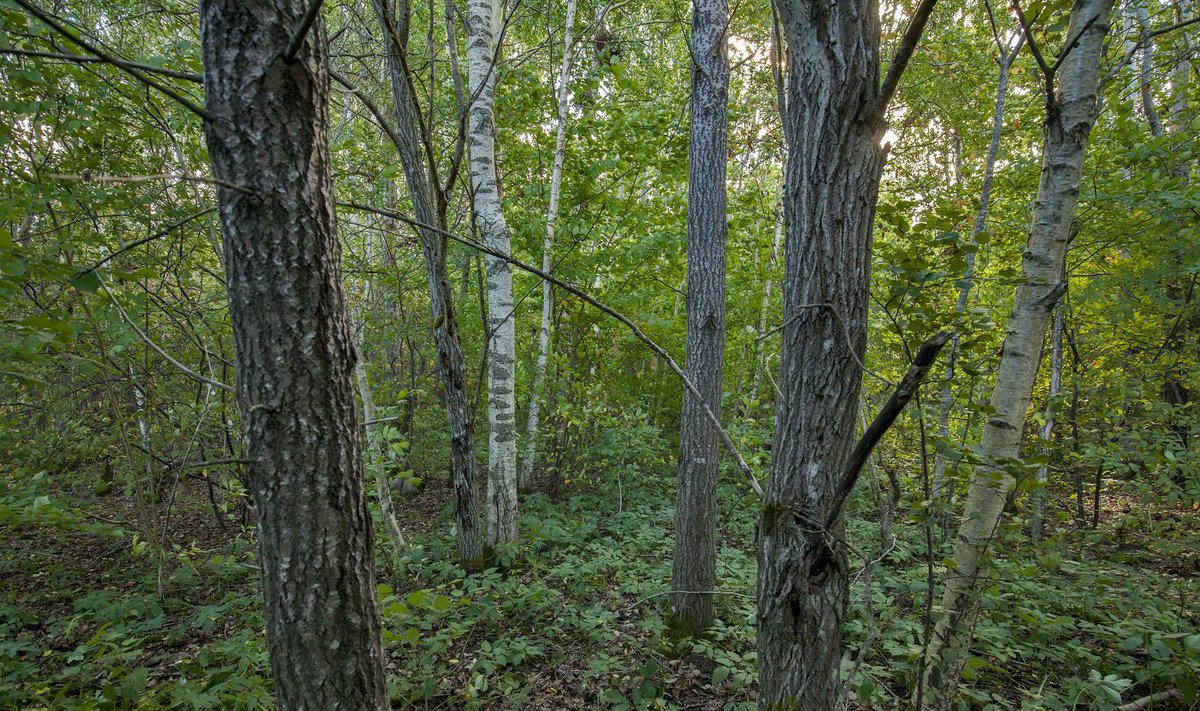 Hooldatud ja hooldamata mets Tartu mnt. ümbruses.