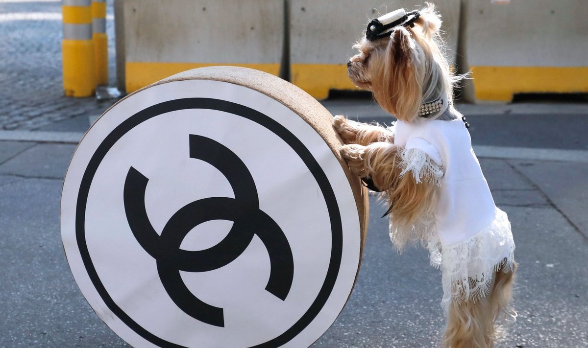 Koer poseerimas Chaneli logoga enne sügis-talve Haute Couture moeetendust