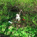 Omanik hülgas lemmiku: kinniseotud koonuga eakas koer oli võpsikusse surema toodud