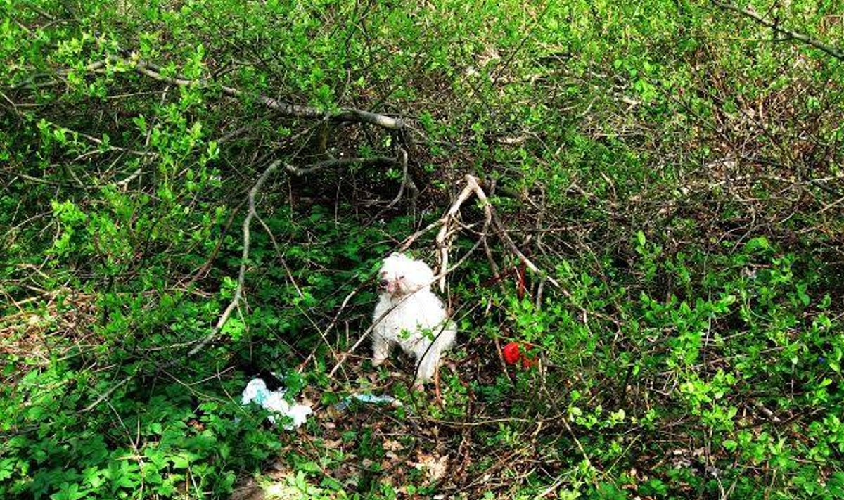 Mööduja leidis võpsikust kinniseotud koonuga valge koera