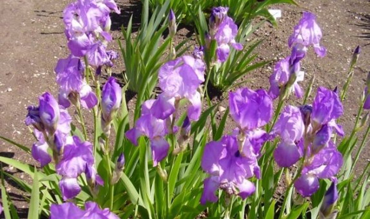 Iiris "Punkar Villu". Foto: Tallinna Botaanikaaed