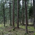 Looduskaitseliste piirangute eest küsis hüvitist üle 5200 metsaomaniku