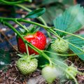 FOTOD ja VIDEO: See on päriselt – kohalikke maasikaid saab juba kaks nädalat!