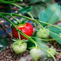 Maamessil selgus, missugune maasikasort annab eriti vara marju