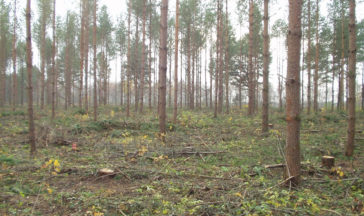 Selliseid röövraide jälgi kohtas meie metsades veel kümmekond aastat tagasi sageli. Pildil ebaseaduslik raie 2006. aastal Lüganusel.