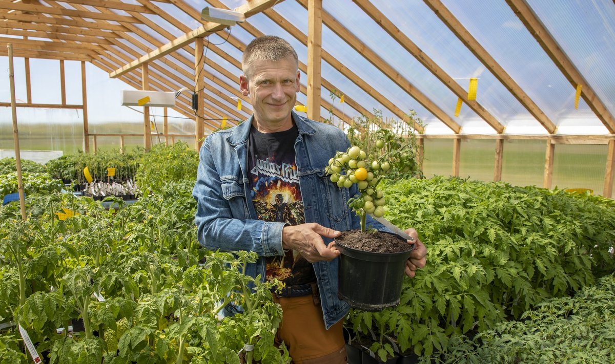 Ingmar Pappel kaks aastat tagasi kasvuhoones tomatitaimede keskel