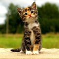 Hiiumaal on kasvamas loomapiinamiste arv, sel korral ohvriks noor kass