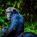 Kõige arukamaks peetud šimpans Sarah lahkus kõrges vanuses
