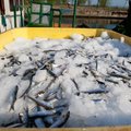 Pakri poolsaare kalatööstus töötleb hooajal 10 000 tonni kilu ja räime