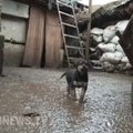 LIIGUTAV VIDEO | Hüljatud kutsikas leidis Ukraina sõdurite juures valvekoerana tööd