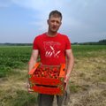 Kodumaiste maasikate lõpp terendab? Kasvataja oli sunnitud põllud üles kündma, sest töötajaid pole kusagilt võtta