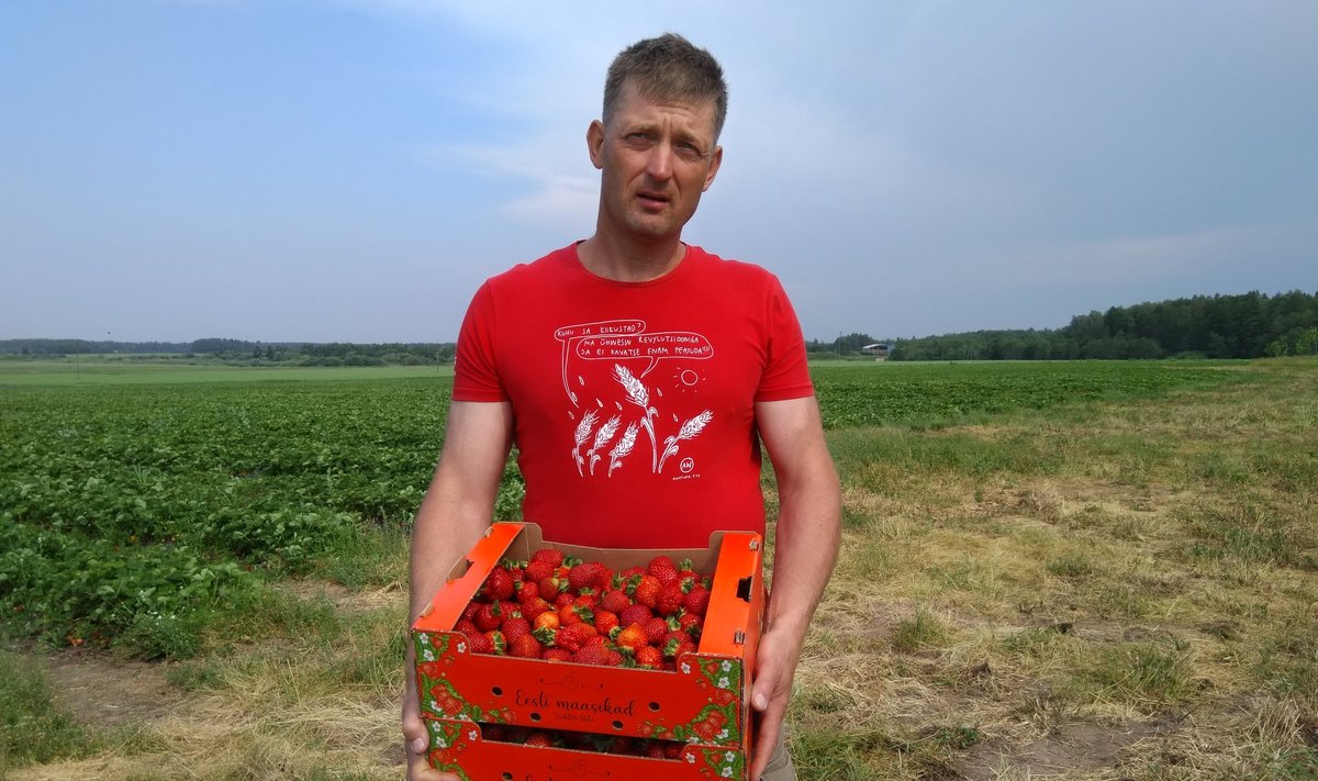 Veel eelmisel aastal müüs Margus Klais oma maasikaid nii turgudel kui moosiks Aakre moosile, nüüdseks on ta aga oma maasikakasvatuse kui kahjumliku majandusharu likvideerinud.