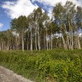 PUIDUENERGIA SEMINAR | MAK 2030 ootab endiselt aktiivse metsarahva ettepanekuid