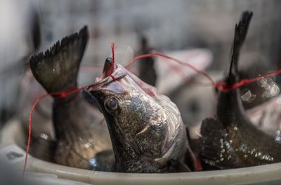 Kalade painutamine loomaturul