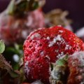 FOTO | Lidlis on müügil hallitavad maasikad. Ettevõte: tegu on erakordse juhtumiga