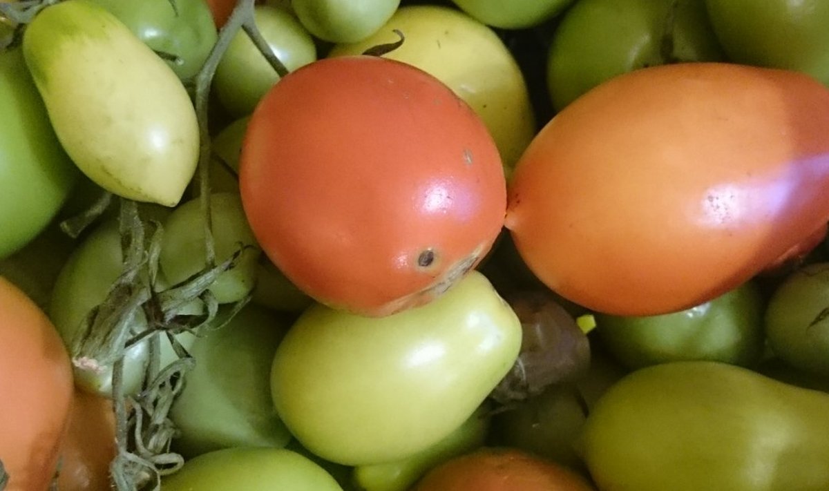 Ka viimaseid tomateid sorteerides leiab hoidistamiseks sobilikku.