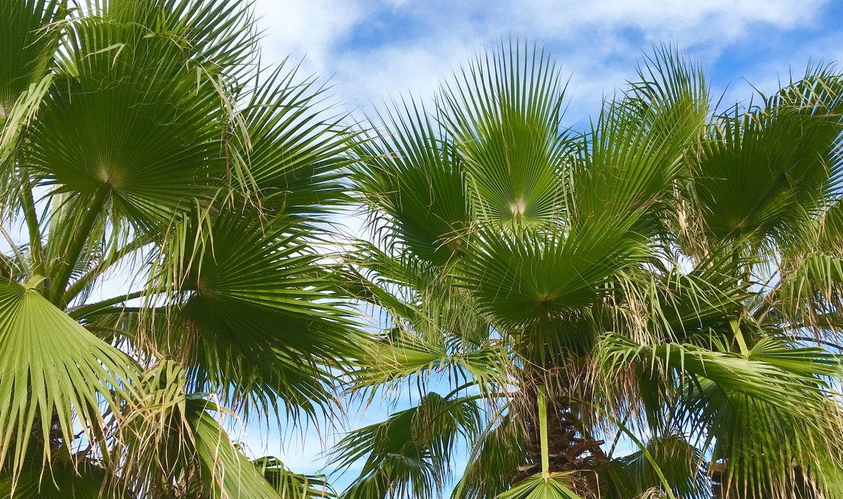 Kohustuslik palmi pilt igalt puhkusereisilt