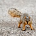 Pihkva lastelaager suleti marus orava pärast karantiini
