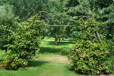 Väikese eralduse ilu- ja viljapuuaia vahele annab puidust ja vitstest meisterdatud lai värav, millel kasvab ronitaim aktiniidia.
