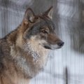 ВИДЕО | „Услышала, как громко кудахчут куры“. На эстонский хутор наведался волк
