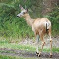 Teadlased: koroonaviirus ründab nüüd inimeste asemel metsloomi