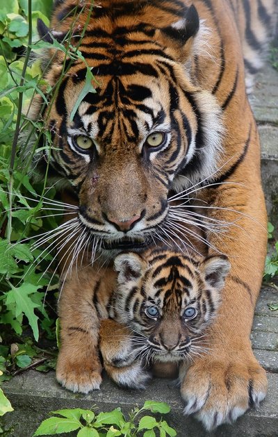 Sumatra tiigrid.