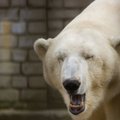 FOTOD ja VIDEO: Meenuta, kuidas Tallinna loomaaia armastatud jääkaru Nord on läbi aegade pakkunud palju rõõmu ja silmailu