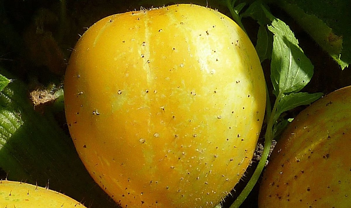 Sidrunkurk meenutab kujult ja värvilt sidrunit
