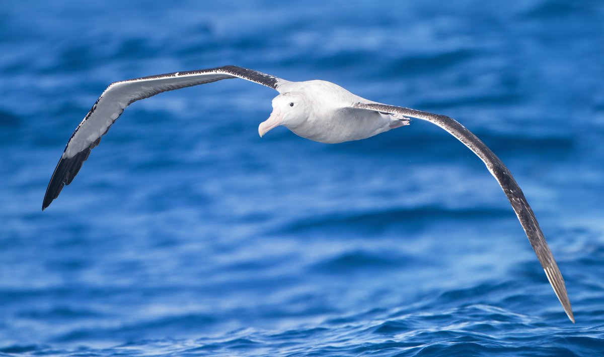 Albatross.