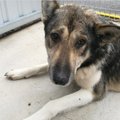 Uskumatu lugu | aastavahetusel Pääskülas kaduma läinud, 8 kuud metsas veetnud ja surnuks tunnistatud koer leidis oma kodutee