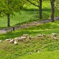 DELFI FOTOD: Viljandi lossimägede nõlval naudib eilsest suve 27 lammast