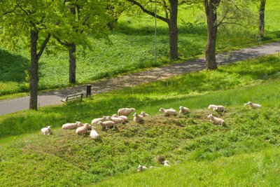 Viljandi lossimägede nõlvale toodi suveks 27 lammast