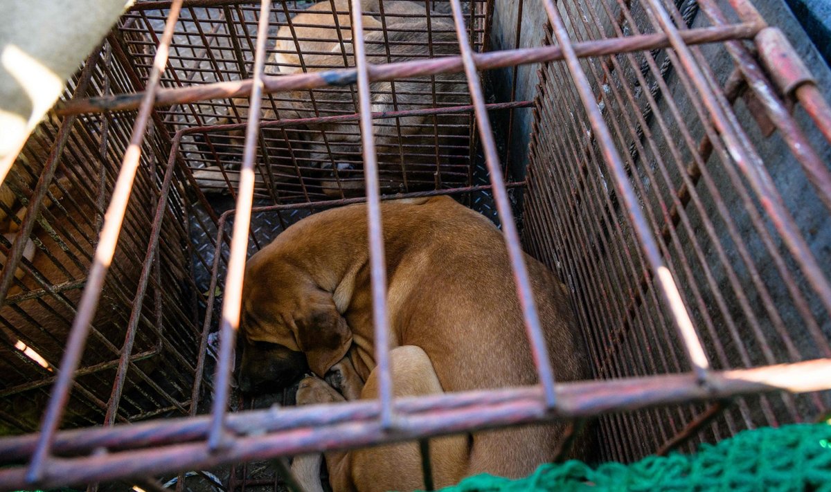Puuris hoitud koer koerakasvatajate meeleavaldusel, kus protestiti valitsuse algatuse vastu keelustada koeraliha tarbimine.