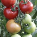 Kodumaised tomatisordid on parema isuga