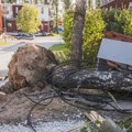 ФОТО | В Тарту бушует ветер, повалило несколько деревьев