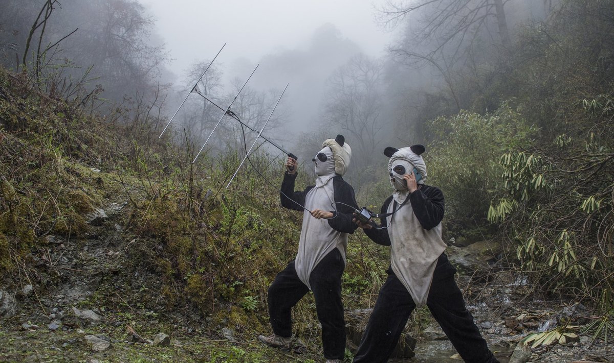 METSIKUD PANDAD: Panda­töötajad Ma Li ja Liu Xiaoqlang jälgivad signaale, mis tulevad raadiosaatjaga varus­tatud pandalt, keda treenitakse metsikus looduses elama õppimiseks Wolongi kaitsealal Sichuanis Hiinas. Karupoja jälgimine raadio teel aitab mõista, kuidas ta saab hakkama raskel mägisel maastikul. (Loodus­lugude 2. auhind.)