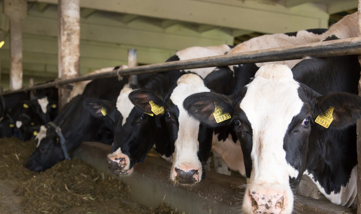 Iga kümnes piimatootja võib Eestis lõpetada tegevuse.
