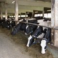 Euroopa Liidus kaovad piimatootmiskvoodid