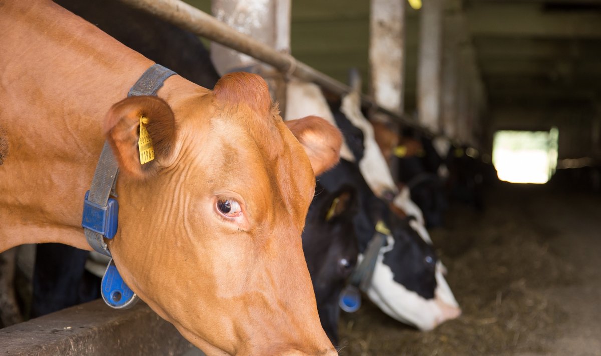 Grab this image Viljandimaal asuva OÜ Mangeni PM Siimani farmi lehmade murelikus pilgus on küsimus: mis saab edaspidi nende toodangust? Sama murelikud on ka põllumehed.