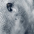 Von Kármáni pilvebaleriinid: NASA pildistas orbiidilt imetabaseid pilvespiraale