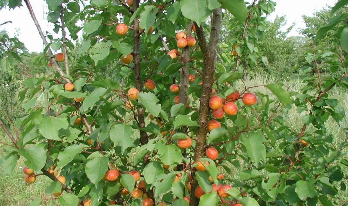 EMÜ katseaias kasvav aprikoosipuu.