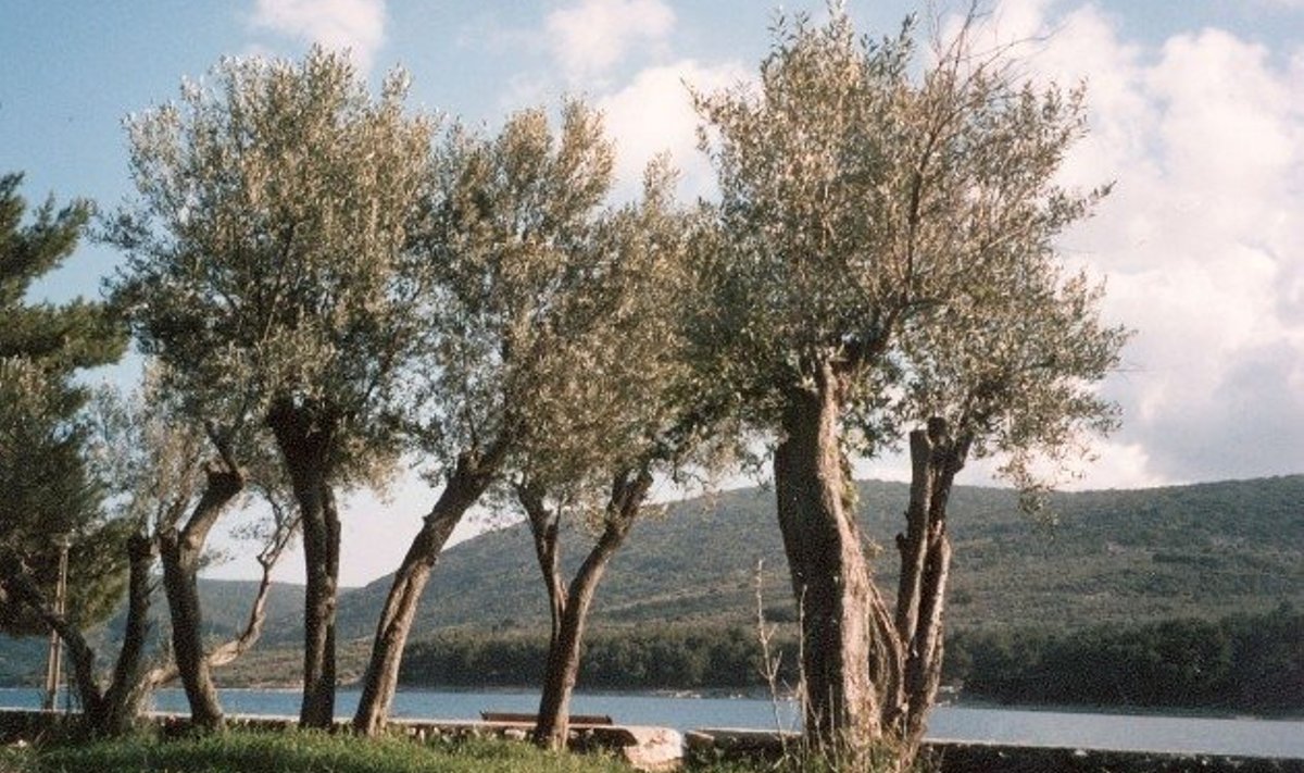 Oliivipuud Cresi saarel
