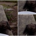 VIDEOD | Kuumus ajas nahkhiire päise päeva ajal terrassile vett jooma