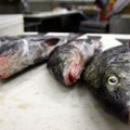 Esmaspäevast ei tohi Peipsi, Lämmi- ja Pihkva järvedel kala püüda